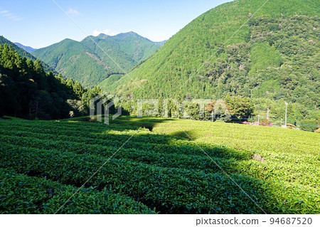 上野茶園（南部茶產地）和影子[山梨縣南部町] 94687520