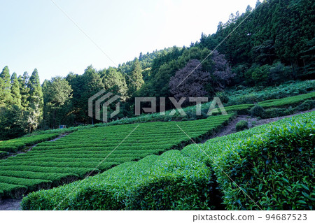 上野茶園（南部茶產地）和影子[山梨縣南部町] 94687523