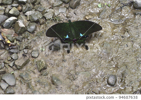 Papilio sucking minerals on wet ground 94687638