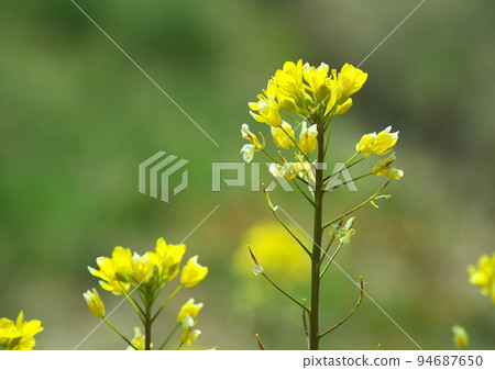 Rape blossoms decorate the fields in early spring Rape blossoms decorate the fields in early spring 94687650