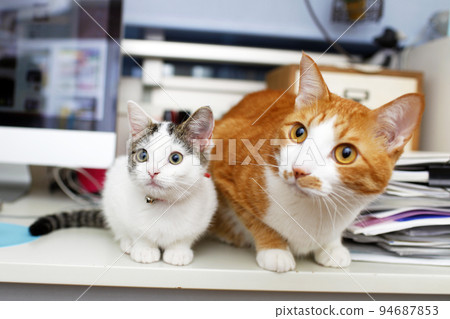 兩隻好朋友貓佔據了辦公桌的頂部 94687853