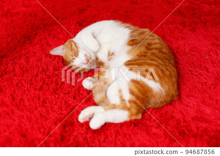 A brown-white cat sleeping buried in a red carpet 94687856