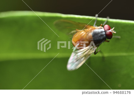 Disgusting big fly perched on green leaf Disgusting big fly perched on green leaf 94688176