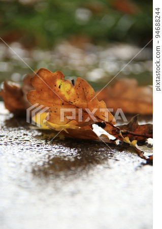 wet brown oak leaves on the ground wet brown oak leaves on the ground 94688244