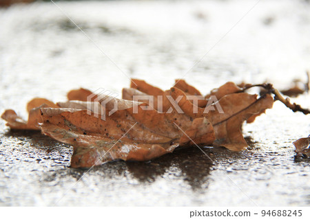 wet brown oak leaves on the ground wet brown oak leaves on the ground 94688245