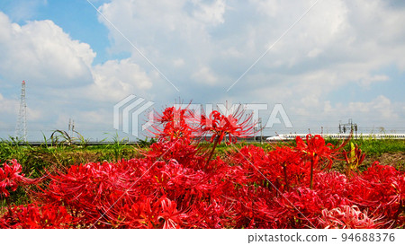 Higanbana and Tokaido Shinkansen 94688376
