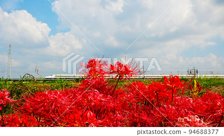 Higanbana and Tokaido Shinkansen 94688377