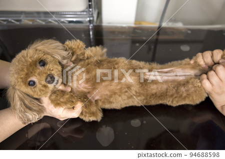 A dog being held down for an X-ray at a veterinary hospital 94688598