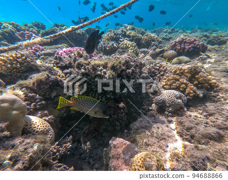 Blackspotted rubberlip fish or plectorhinchus gaterinus at coral reef.. Blackspotted rubberlip fish or plectorhinchus gaterinus at coral reef.. 94688866
