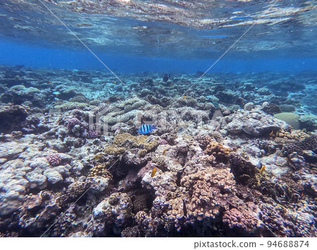 Underwater life of reef with corals and tropical fish. Coral Reef at the Red Sea, Egypt. 94688874