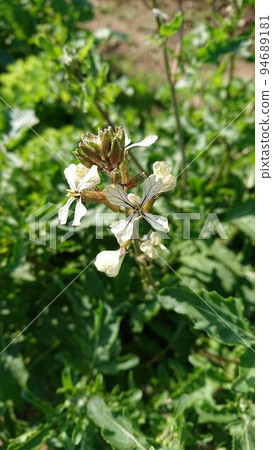 芝麻菜花 芝麻菜花 94689181