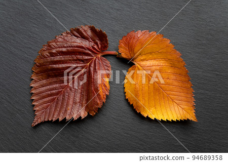 autumn colored elm tree leaves as human lungs 94689358