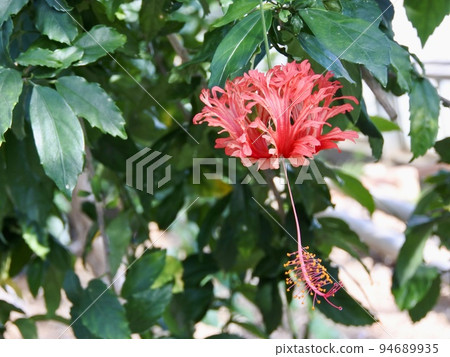 Wind chime Buddha mulberry flowers blooming in a greenhouse in early autumn Wind chime Buddha mulberry flowers blooming in a greenhouse in early autumn 94689935