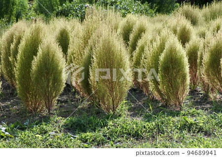 Lime green kochia blooming on the flower bed in early autumn Lime green kochia blooming on the flower bed in early autumn 94689941