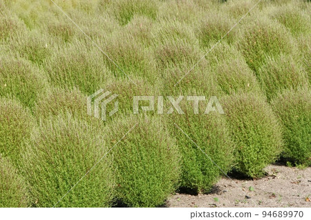 初秋花壇上綻放的石灰綠地膚 初秋花壇上綻放的石灰綠地膚 94689970