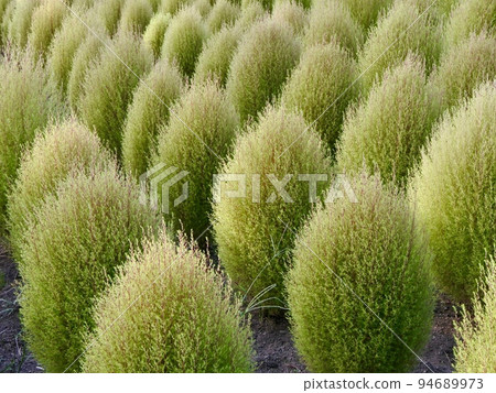 Lime green kochia blooming on the flower bed in early autumn Lime green kochia blooming on the flower bed in early autumn 94689973
