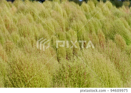 Lime green kochia blooming on the flower bed in early autumn Lime green kochia blooming on the flower bed in early autumn 94689975