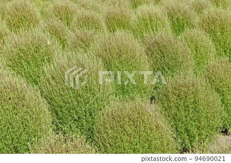 Lime green kochia blooming on the flower bed in early autumn Lime green kochia blooming on the flower bed in early autumn 94690021