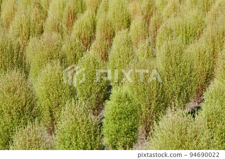 Lime green kochia blooming on the flower bed in early autumn Lime green kochia blooming on the flower bed in early autumn 94690022