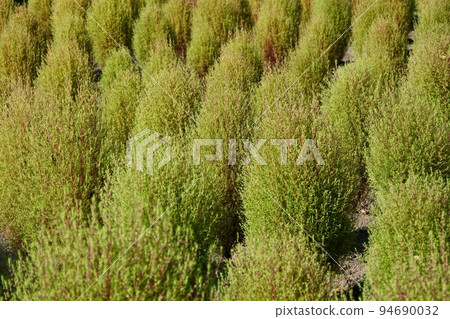 Lime green kochia blooming on the flower bed in early autumn Lime green kochia blooming on the flower bed in early autumn 94690032