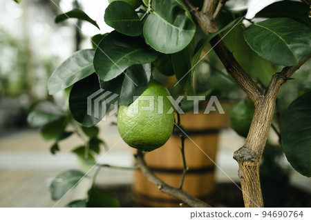 Green lemon on the tree blurred green background, an excellent source of vitamin C. Green lemon on the tree blurred green background, an excellent source of vitamin C. 94690764