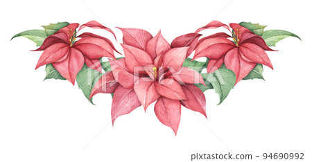 Red Christmas poinsettia flowers. Watercolor illustration. 94690992