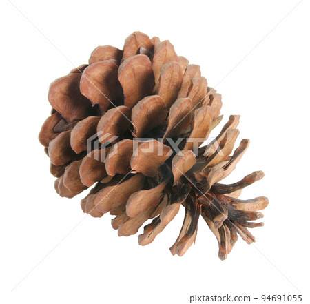 pine cones isolated on a white background 94691055