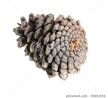pine cones isolated on a white background 94691056