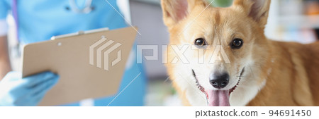 Veterinarian conducts medical examination of dog in veterinary clinic Veterinarian conducts medical examination of dog in veterinary clinic 94691450