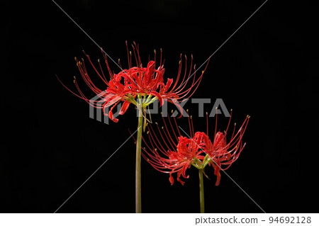 Cluster amaryllis 94692128