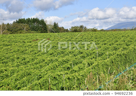拍攝北海道留壽都村秋季山藥田的風景 94692236