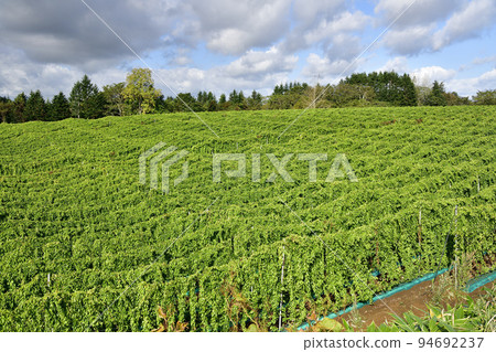 Photographing the landscape of a yam field in autumn in Rusutsu Village, Hokkaido 94692237