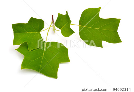 Liriodendron tulipifera known as the tulip tree, American tulip tree, tulipwood, tuliptree. Isolated on white background 94692314
