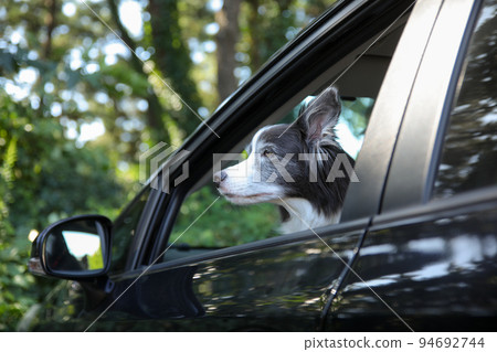 一隻邊境牧羊犬坐在汽車的乘客座位上，望著窗外 94692744