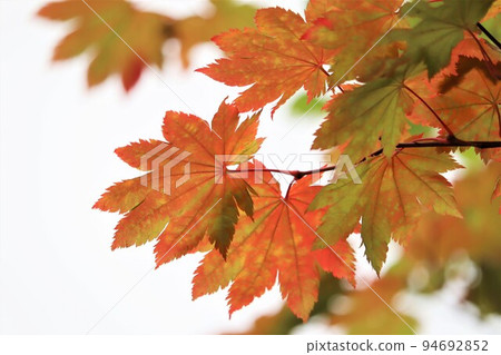 Maple leaves starting to turn red Maple leaves starting to turn red 94692852