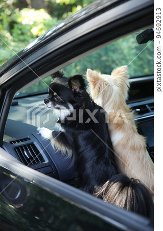 Two long-coated Chihuahuas sitting in the passenger seat of a passenger car and looking out the window Two long-coated Chihuahuas sitting in the passenger seat of a passenger car and looking out the window 94692913