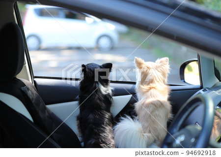 Two long-coated Chihuahuas sitting in the passenger seat of a passenger car and looking out the window 94692918
