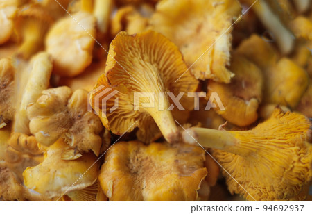 Close-up texture of mushrooms of the chanterelle family. Beautiful bright background for your projects 94692937