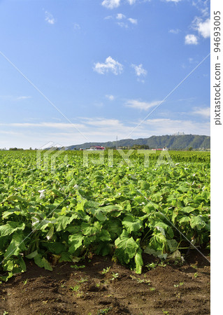Photographing the scenery of a burdock field in autumn in Toyako, Hokkaido 94693005