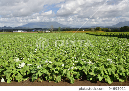 拍攝北海道洞爺湖秋季牛蒡田的景色 94693011
