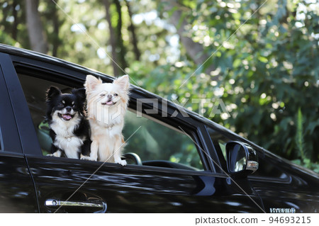Two long-coated Chihuahuas looking out the window from the driver's seat of a black passenger car Two long-coated Chihuahuas looking out the window from the driver's seat of a black passenger car 94693215