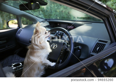 Long coat Chihuahua sitting in the driver's seat of a black passenger car and putting his hand on the steering wheel 94693260