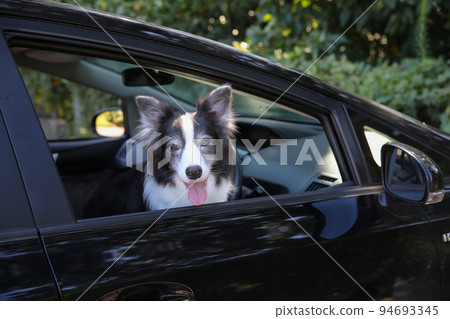一隻黑白邊境牧羊犬坐在一輛黑色客車的駕駛座上,望著窗外 一隻黑白邊境牧羊犬坐在一輛黑色客車的駕駛座上,望著窗外 94693345