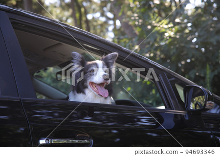 一隻黑白邊境牧羊犬坐在一輛黑色客車的駕駛座上,望著窗外 一隻黑白邊境牧羊犬坐在一輛黑色客車的駕駛座上,望著窗外 94693346