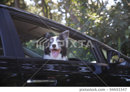 一隻黑白邊境牧羊犬坐在一輛黑色客車的駕駛座上,望著窗外 一隻黑白邊境牧羊犬坐在一輛黑色客車的駕駛座上,望著窗外 94693347