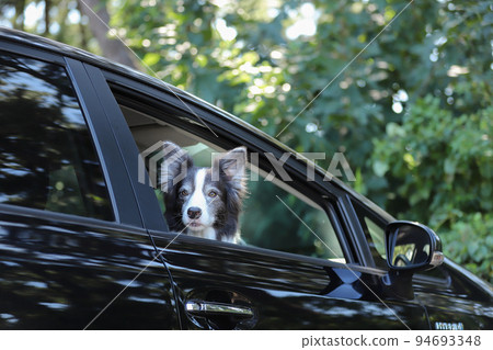 A black and white border collie sitting in the driver's seat of a black passenger car and looking out the window 94693348