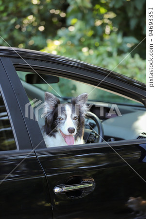 A black and white border collie sitting in the driver's seat of a black passenger car and looking out the window 94693351