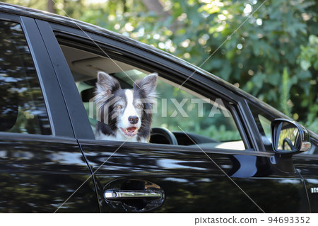 A black and white border collie sitting in the driver's seat of a black passenger car and looking out the window 94693352