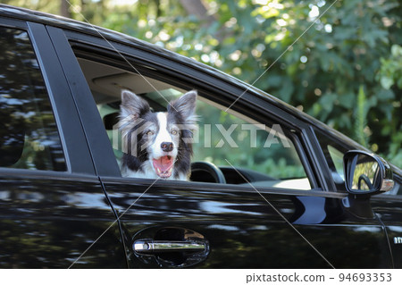 一隻黑白邊境牧羊犬坐在一輛黑色客車的駕駛座上,望著窗外 一隻黑白邊境牧羊犬坐在一輛黑色客車的駕駛座上,望著窗外 94693353