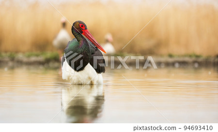 Black stork wading on river in autumn environment from front Black stork wading on river in autumn environment from front 94693410